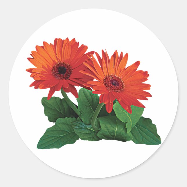 Pegatina Redonda Dos Naranja Gerbera Daisies (Anverso)