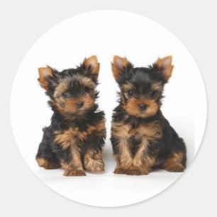 Pegatina Redonda Dos pequeñas supercaras