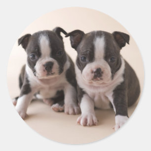 Pegatina Redonda Dos perritos de Boston Terrier