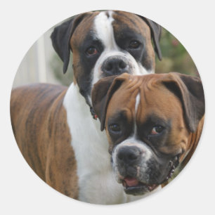 Pegatina Redonda Dos perros boxeadores