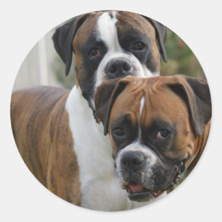 Pegatina Redonda Dos perros boxeadores