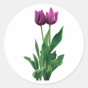 Pegatina Redonda Dos tulipanes morados