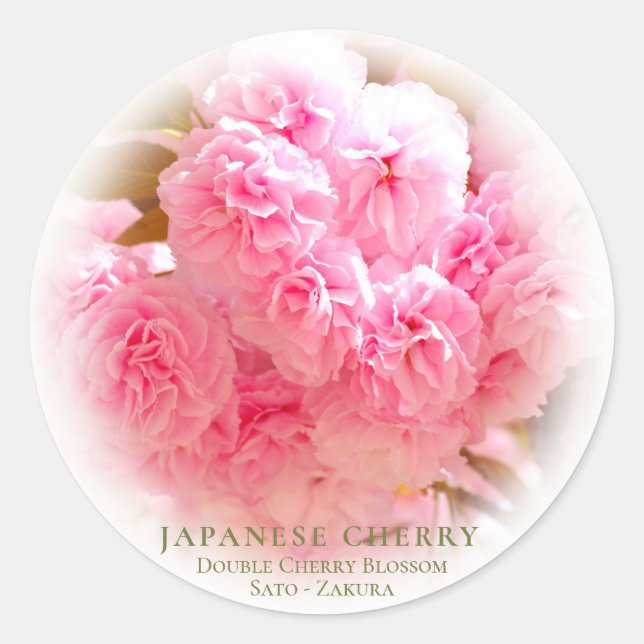 Pegatina Redonda Double Cherry Blossom: Sato-zakura (Anverso)