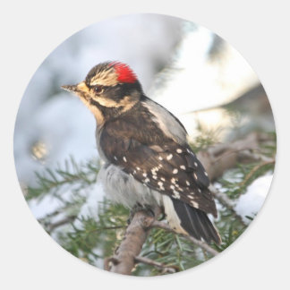 Pegatina Redonda Downy Woodpecker