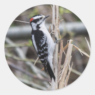 Pegatina Redonda Downy Woodpecker