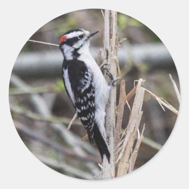 Pegatina Redonda Downy Woodpecker (Anverso)