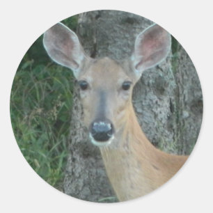 Pegatina Redonda Doye Eyes Beautiful Deer Whitetail Scrapbooking