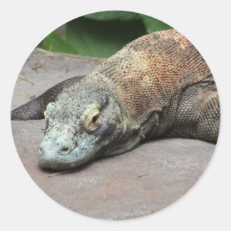 Pegatina Redonda dragón komodo (Varanus komodoensis),