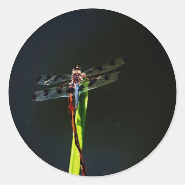 Pegatina Redonda Dragonfly azul y negro sobre hierba verde y roja (Anverso)