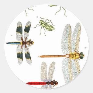 Pegatina Redonda dragonfly-clip-art-4
