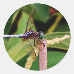 Pegatina Redonda Dragonfly con flores blancas