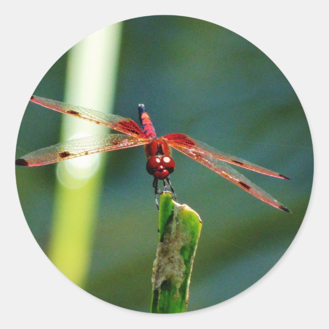 Pegatina Redonda Dragonfly Frontal Rojo y Negro (Anverso)