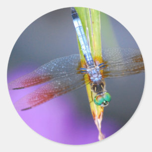 Pegatina Redonda Dragonfly - pegatinas