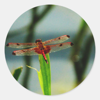 Pegatina Redonda Dragonfly rojo y negro visto