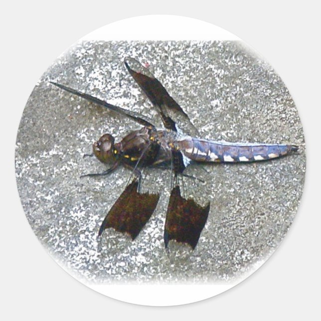 Pegatina Redonda Dragonismo azul (Anverso)