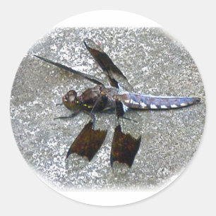 Pegatina Redonda Dragonismo azul