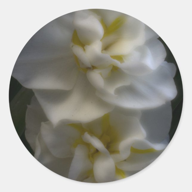 Pegatina Redonda Dreamy Narcissus Daffodils (Anverso)