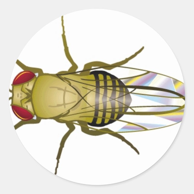 Pegatina Redonda drosophila melanogaster (Anverso)