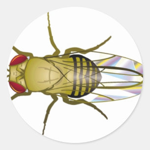 Pegatina Redonda drosophila melanogaster