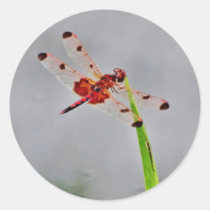 PEGATINA REDONDA DSC00029.JPG