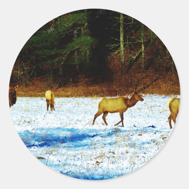 PEGATINA REDONDA DSC00131.JPG (Anverso)