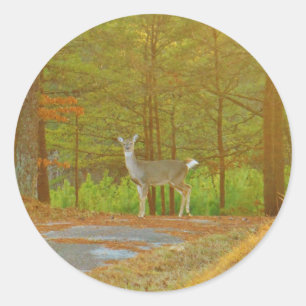 PEGATINA REDONDA DSCF4041.JPG