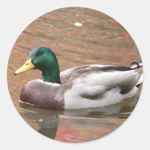 Pegatina Redonda Duck o Decoy