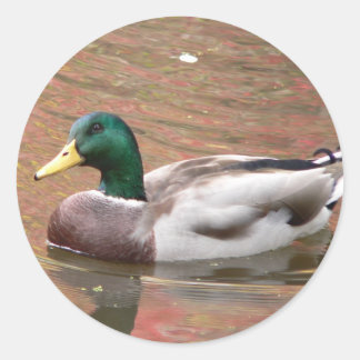 Pegatina Redonda Duck o Decoy