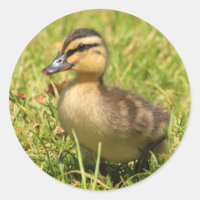 Duckling