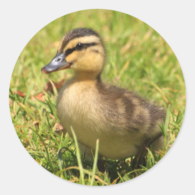 Pegatina Redonda Duckling (Anverso)