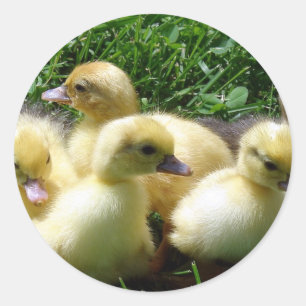 Pegatina Redonda Ducklings