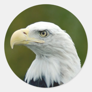 Pegatina Redonda Eagle calvo americano