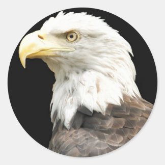 Pegatina Redonda Eagles Stare