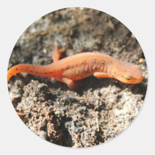 Pegatina Redonda East Newt
