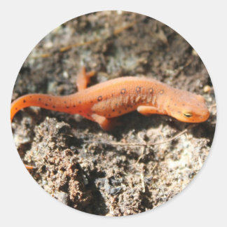 Pegatina Redonda East Newt