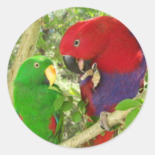 Pegatina Redonda Eclectus Pair