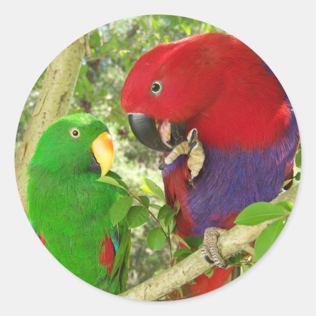 Pegatina Redonda Eclectus Pair (Anverso)