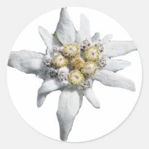 Pegatina Redonda Edelweiss