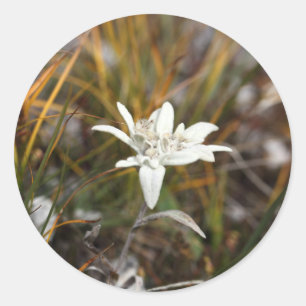 Pegatina Redonda Edelweiss alpino