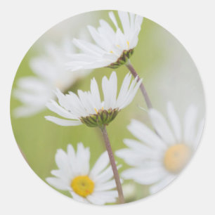 Pegatina Redonda EE.UU., Alaska, Parque Nacional Glacier Bay