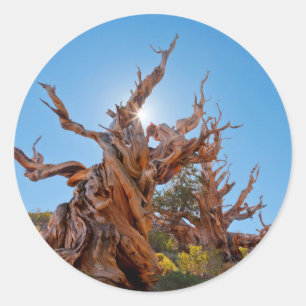 Pegatina Redonda EE. UU., California, Bosque Nacional Inyo 10