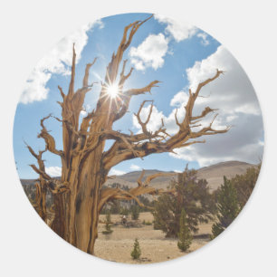 Pegatina Redonda EE. UU., California, Bosque Nacional Inyo 6