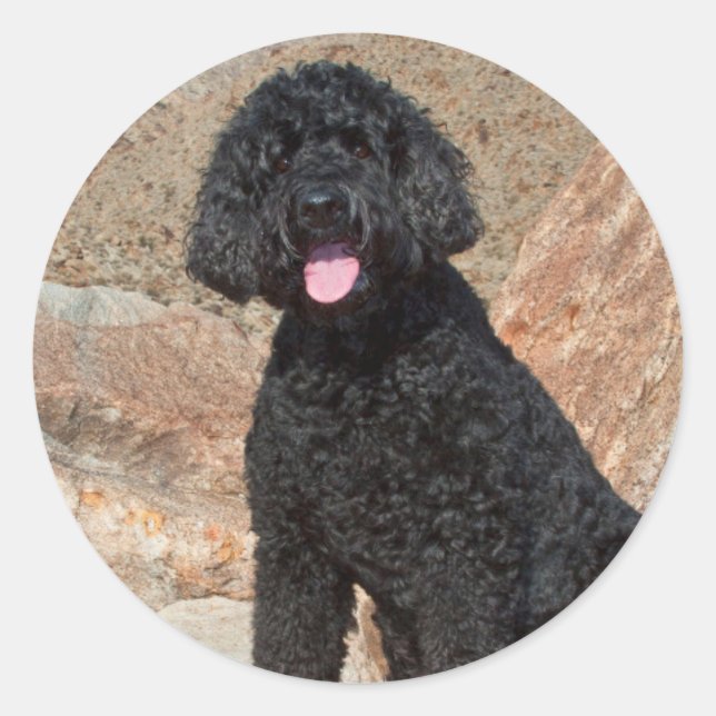 Pegatina Redonda EE. UU., California. Cuidado de Labradoodle (Anverso)