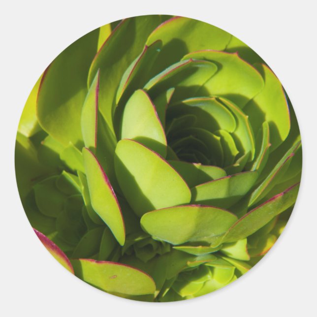 Pegatina Redonda EE.UU., California. Planta Lobelia Gigante Cerca (Anverso)