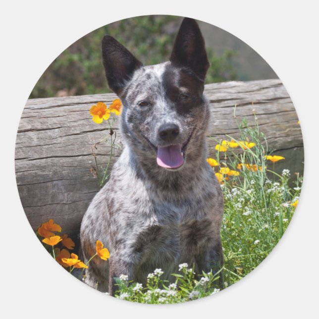 Pegatina Redonda EE.UU., California. Queensland Healer Sitting 2 (Anverso)