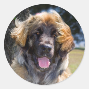 Pegatina Redonda EE. UU., California. Retrato de Leonberger sentado
