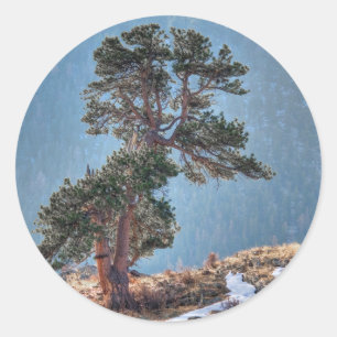 Pegatina Redonda EE. UU., Colorado, Árbol en Estes Park