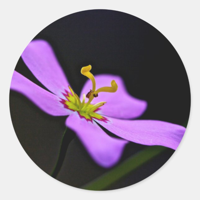 Pegatina Redonda EE.UU., Florida, Reserva Nacional Big Cypress (Anverso)