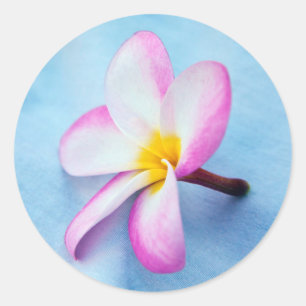 Pegatina Redonda EE. UU., Hawái, Oahu, Flores de plumeria en flor 2