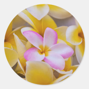 Pegatina Redonda EE.UU., Hawaii, Oahu, Plumeria flores en flor 1